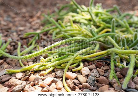 Close-up View Of A Rhipsalis Baccifera Or Mistletoe Cactus Branches And Spines