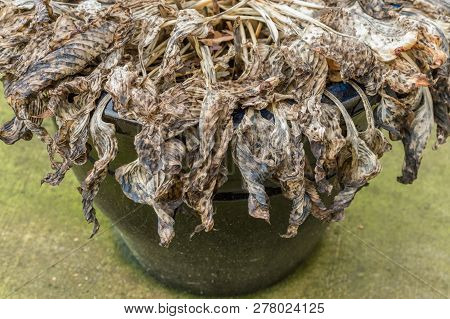 Untrimmed Decaying Hosta Plant, In Winter, Left In Ceramic Planter Pot.