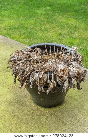 Untrimmed Decaying Hosta Plant, In Winter, Left In Ceramic Planter Pot.