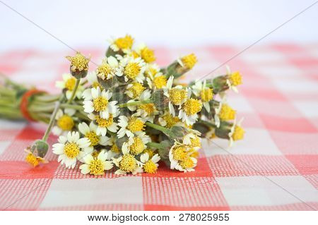 Close Up White Coatbuttons Flower On Tablecloth