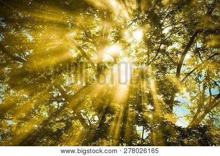Sunlight Shine Through Warm Autumn Forest / Light Through The Mist Fog And Trees Summer Sunshine Big