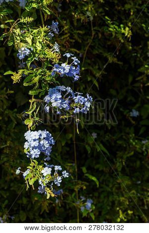 Blue Flowers Of Plumbago Auriculata On The Garden