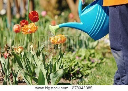 Boy With The Blue Watering Can Is Helping To Water The Flowers In The Croft.