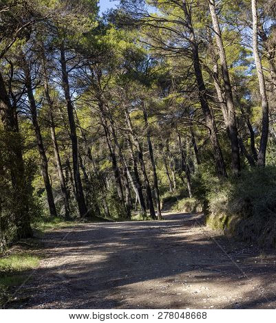 Pedestrian, Dirt Path In The Pine Forest In The Mountains (greece, Attica, Mountains Parnitha)