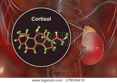 Molecule Of Cortisol Hormone And Adrenal Gland, 3d Illustration. Cortisol Is A Steroid Hormone Of Gl