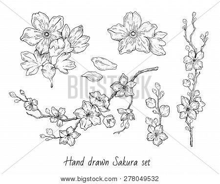 Sakura Flowers Blossom Set, Hand Drawn Line Ink Style. Cure Doodle Cherry Plant Vector Illustration,