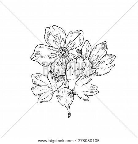 Sakura Flowers Blossom Bud, Hand Drawn Line Ink Style. Cure Doodle Cherry Plant Vector Illustration,
