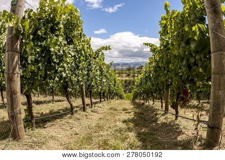 Rows Of Grape Vine. Wine Valley In Barossa, South Australia.