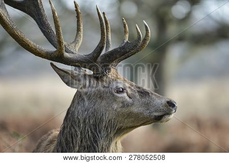 Stunning Red Deer Stag Cervus Elaphus With Majestic Antelrs In Autumn Fall Froest Landscape