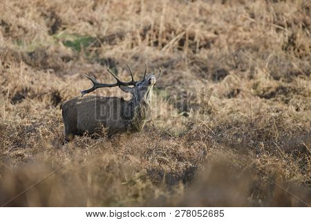Stunning Red Deer Stag Cervus Elaphus With Majestic Antelrs In Autumn Fall Froest Landscape