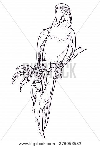 Parrot Macaw Sits On The Branch. Coloring Pages. Bird