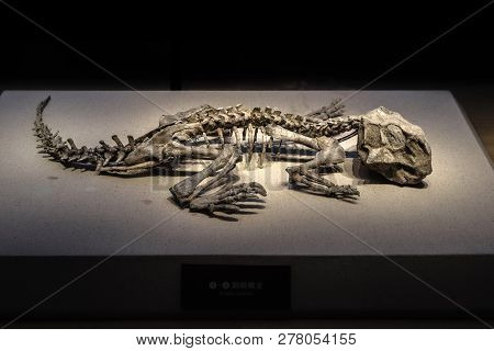 Shanghai, China - April 13 2018, Fossil Of Psittacosaurus At Shanghai Natural History Museum.

Psitt