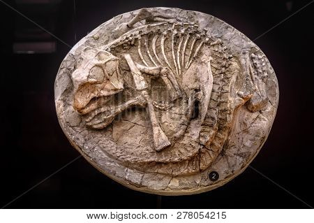 Shanghai, China - April 13 2018, Fossil Of Psittacosaurus At Shanghai Natural History Museum.

Psitt