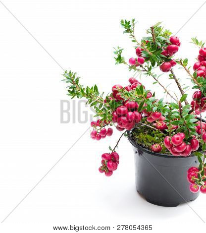 Evergreen  Christmas Plant In Pot Isolated On White