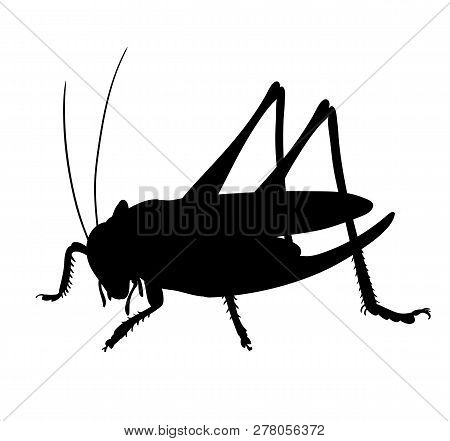 Silhouette Of Grasshopper. Hand Drawn Style Design Illustrations