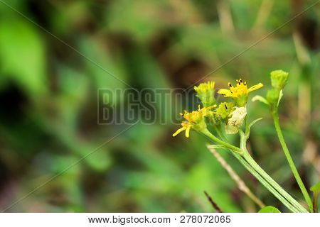 White And Yellow Crab Spider ,thomisus Spectabilis Species On The Yellow Flower
