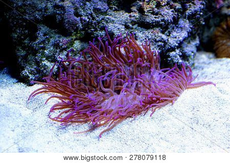 A Large Marine Mollusk Lies On The Bottom Of The Coral And Sand In The Clear Water
