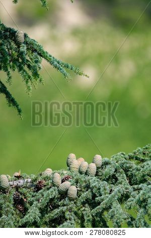 Himalayan Cedar Or Deodar Cedar Tree With Female And Male Cones, Christmas Background Close Up Copy 
