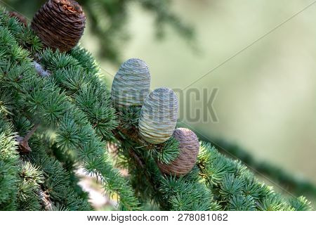Himalayan Cedar Or Deodar Cedar Tree With Female Cones, Christmas Background Close Up