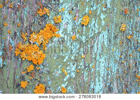 Aged Wooden Cracked Surface Of Teal And Turquoise Color With White Shubby Elements And Yellow Moss