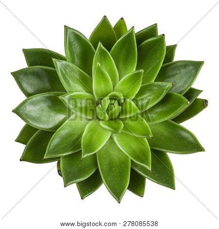 Succulent Plant Top View, Isolated On White Background. Echeveria.
