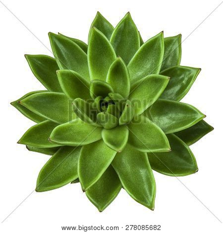 Succulent Plant Top View, Isolated On White Background. Echeveria.