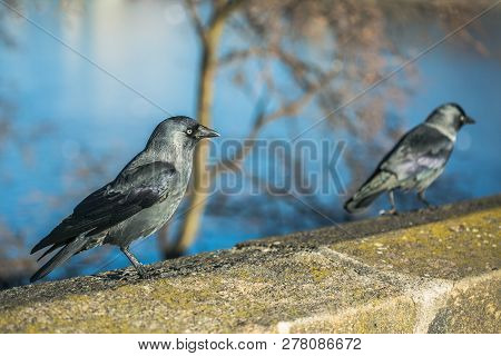 Two Black And Grey Birds, Common Jackdaws With Pale Blue Eyes, Walking On Brown And Yellow Stone Bal