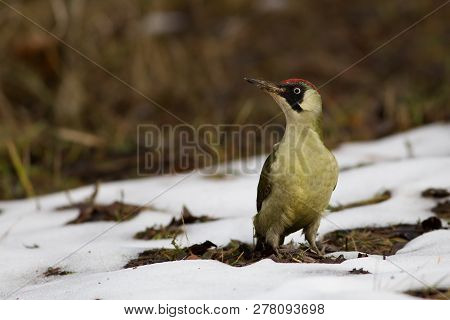 Green Woodpecker Picus Viridis With White And Green Feathers Sits On The Ground In Front Of Driven S