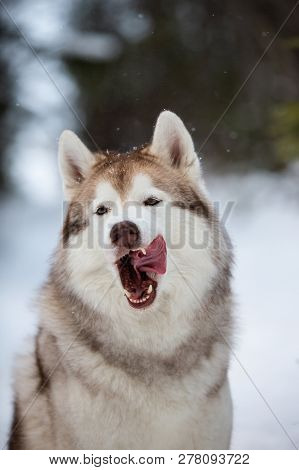 Close-up Portrait Of Funny Dog Breed Siberian Husky Licking Like A Predator In The Winter Forest. Cr