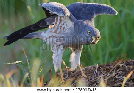 Montagus Harrier Exercising Himself With Stretching And Lifting Wings