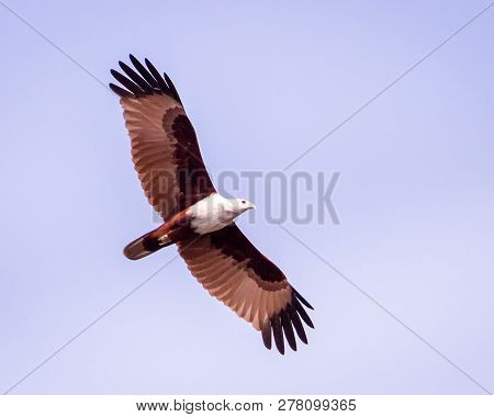 Eagle Flying Above In The Sky In Sri Lanka