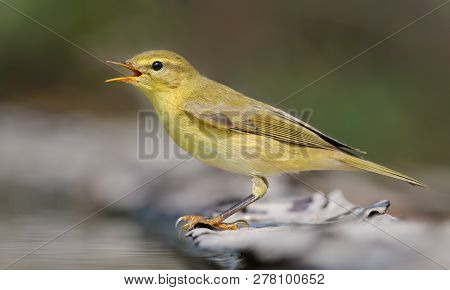 Willow Warbler Crying Loudly Near A Waterpond
