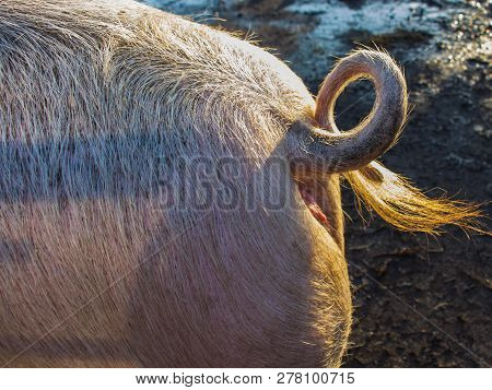 Animal. A Backside Of A Big Swine, A Stiff Bristle.