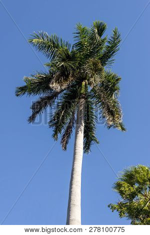 Royal Palm (roystonea Regia) Tree Is The National Cuban Tree A Symbol Of The Country.