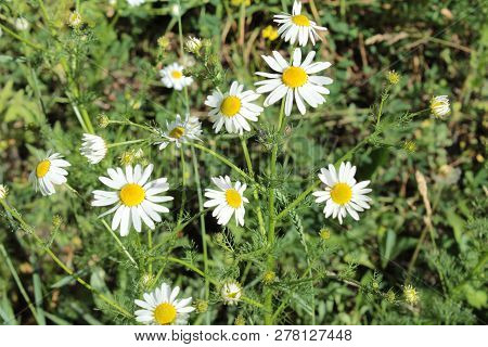 Medicinal White Daisies On A Green Summer Meadow