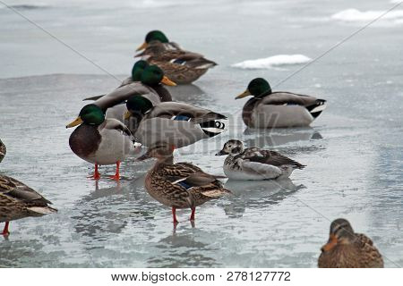 Juvenile Male Long-tailed Duck Or Clangula Hyemalis In Winter Plumage With Mallards (anas Platyrhync
