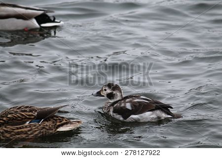 Juvenile Male Long-tailed Duck Or Clangula Hyemalis In Winter Plumage, Svislach River, Minsk, Belaru