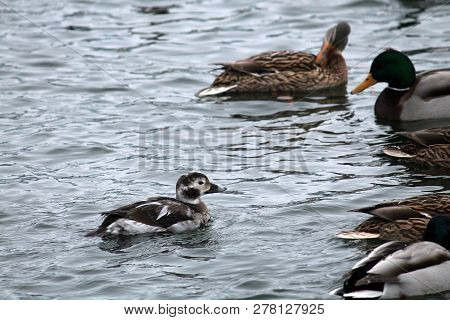 Juvenile Male Long-tailed Duck Or Clangula Hyemalis In Winter Plumage With Mallards (anas Platyrhync