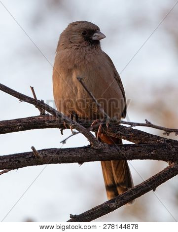 Aberts Towhee In California