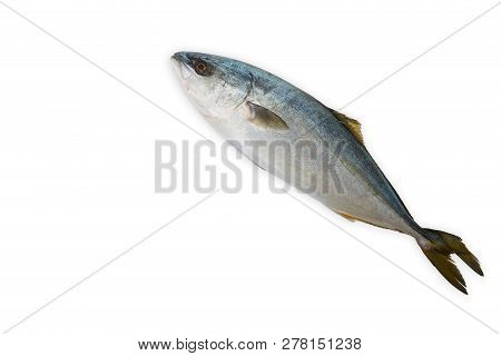 Fresh Fish (hamachi Fish) On White