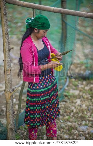 Ha Giang , Vietnam - Sep 15 : Vietnamese Farmer In A Countrside Near Ha Giang Vietnam On September 1