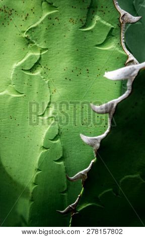 Succulent Plant Close-up, Fresh Leaves Detail Of Agave Titanota Gentry