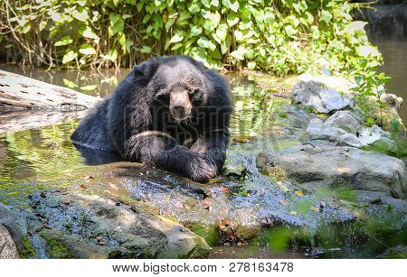 Black Bear With Chest The V Shape Is White Wool / Close Up Asian Black Bear Or Asiatic Black Bear Re