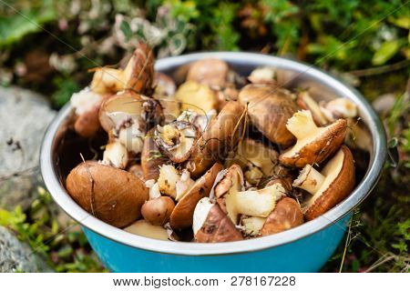 fresh edible forest mushrooms in the bowl, Suillus luteus and Boletus edulis 