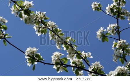 Apple Blossom