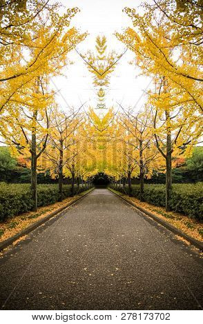 The Colorful Yellow Ginko Leaves Branch Tree., Golden Leaves Of Gingko Trees