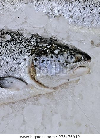 Trout Fish Lies In The Supermarket Magnit