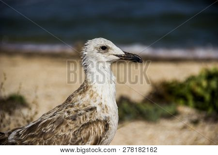 A Heuglins Gull