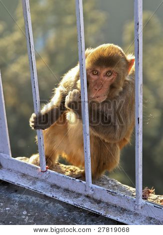 Macaca Radianta обезьяна в Вайшно Деви Индия