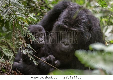 Mountain Gorillas In The Rainforest. Uganda. Bwindi Impenetrable Forest National Park. An Excellent 